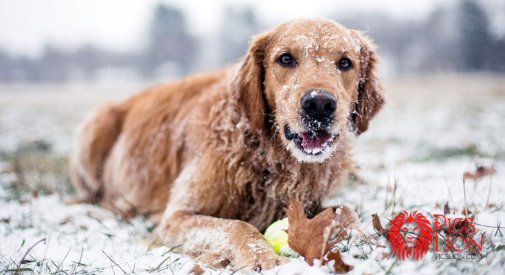 dogsinthesnowmain.jpg