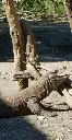 komodo.webp